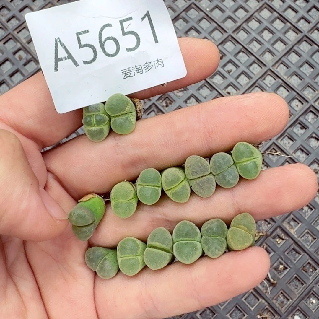 5651—生石花 生石花