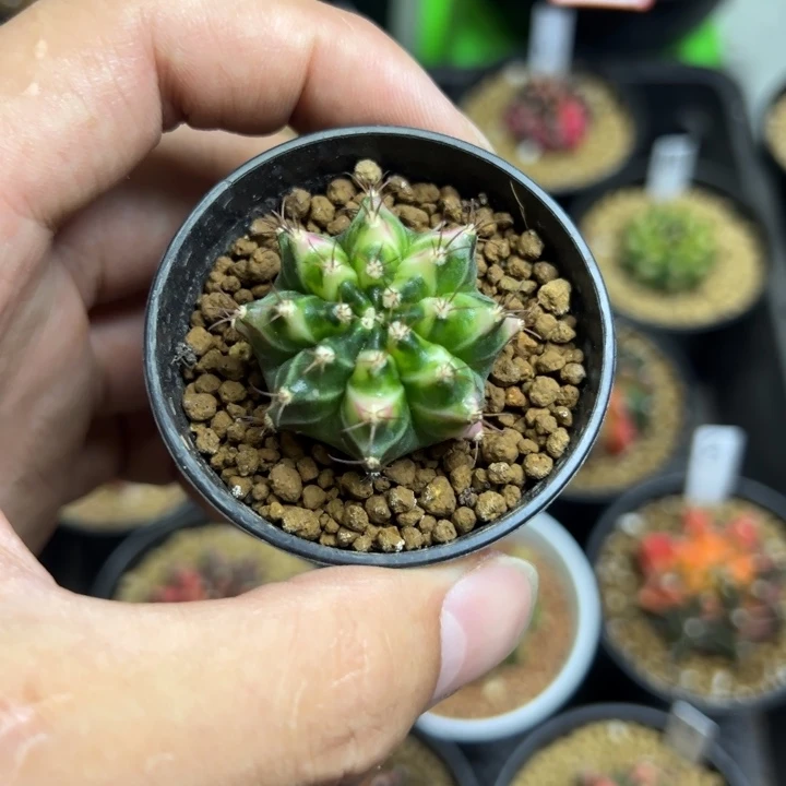 黄金孔雀侧芽自根带盆土发货