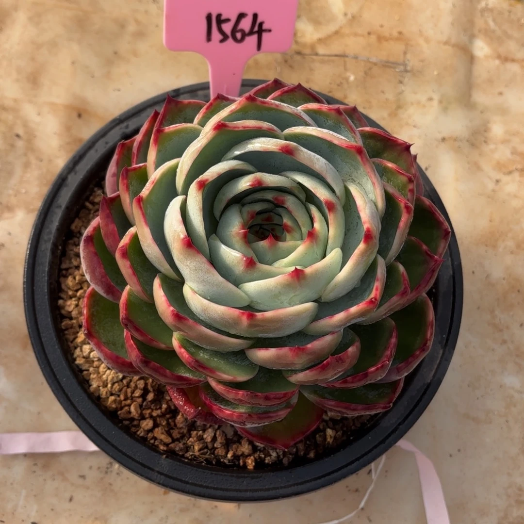 多肉惊鸿仙子1564