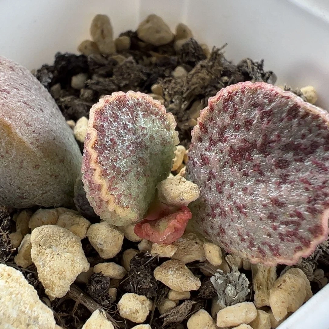 实生新品多肉植物水泡