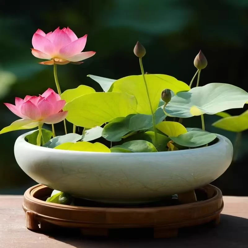 水培荷花种子庭院阳台盆栽花卉种子水培植物迷你莲花籽商品图