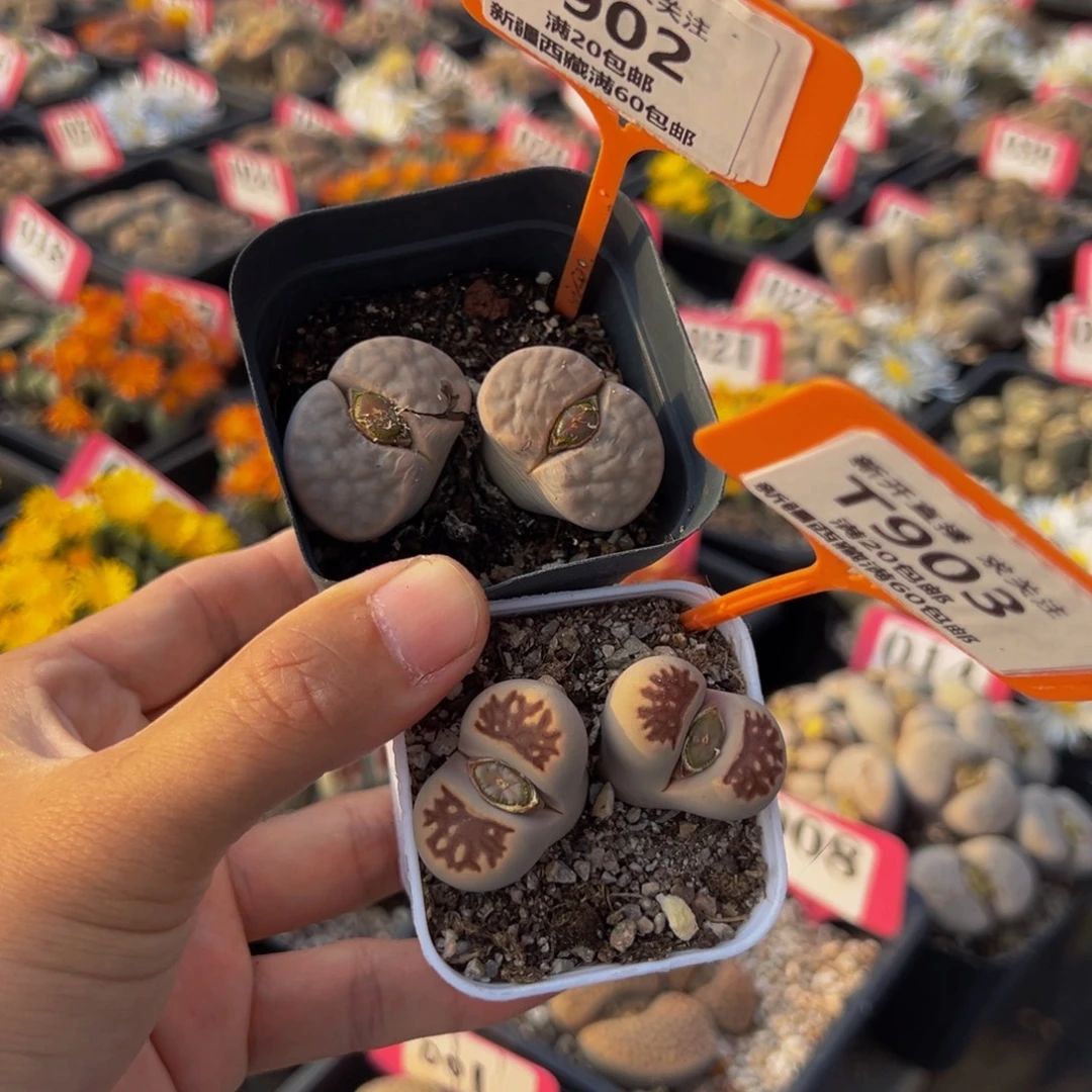 902903 一物一拍，默认有伤，介意勿拍，不退不换