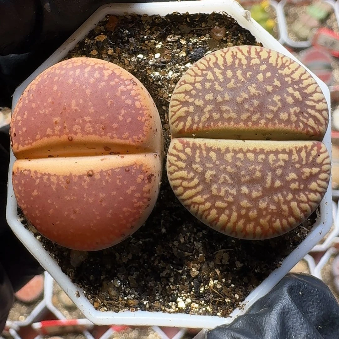 生石花1111。有颗干疤。 87