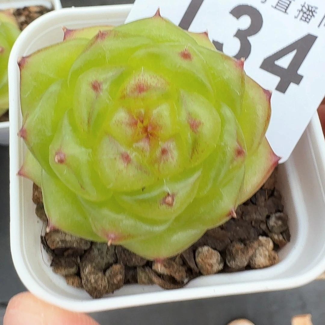 七***香无双珍妮            精美多肉植物