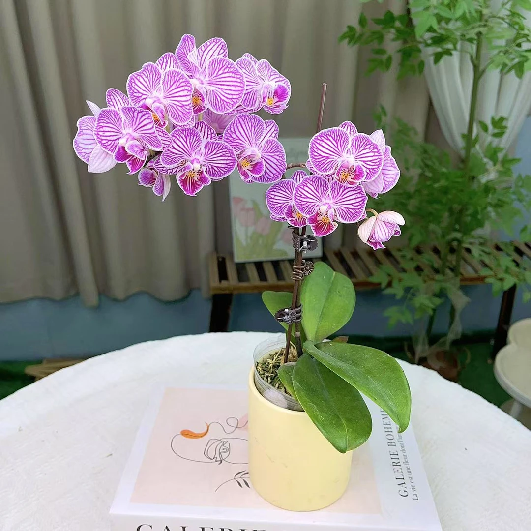 蝴蝶兰【线条】 室内桌面高端花卉  广州基地直发