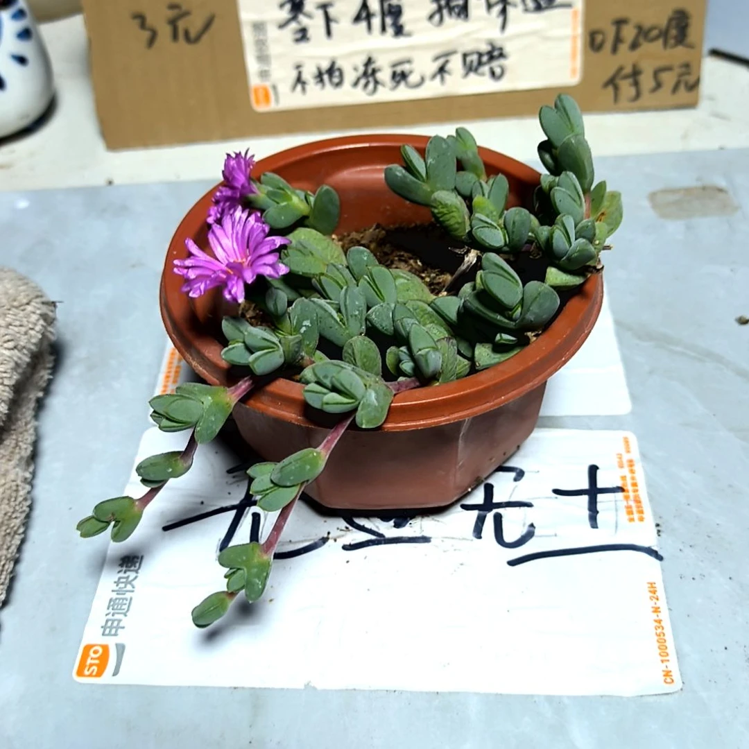 满6元包邮，大颗碧玉莲裸根