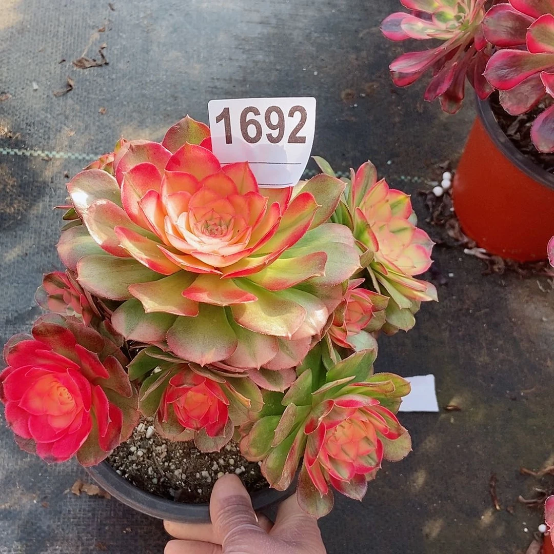 红陶1692荔枝3冠服16