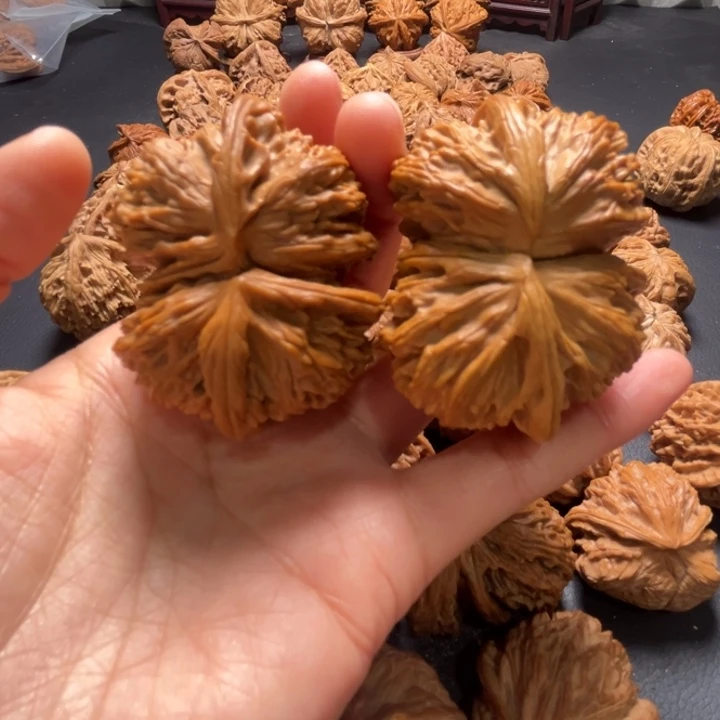 白狮子连体53尺寸核桃哈哈哈哈哈哈哈哈