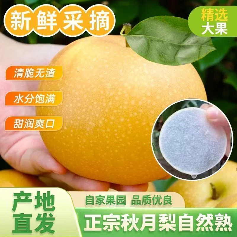 头茬现摘世界秋月梨正宗新鲜水果脆甜多汁皮薄核小当季水果