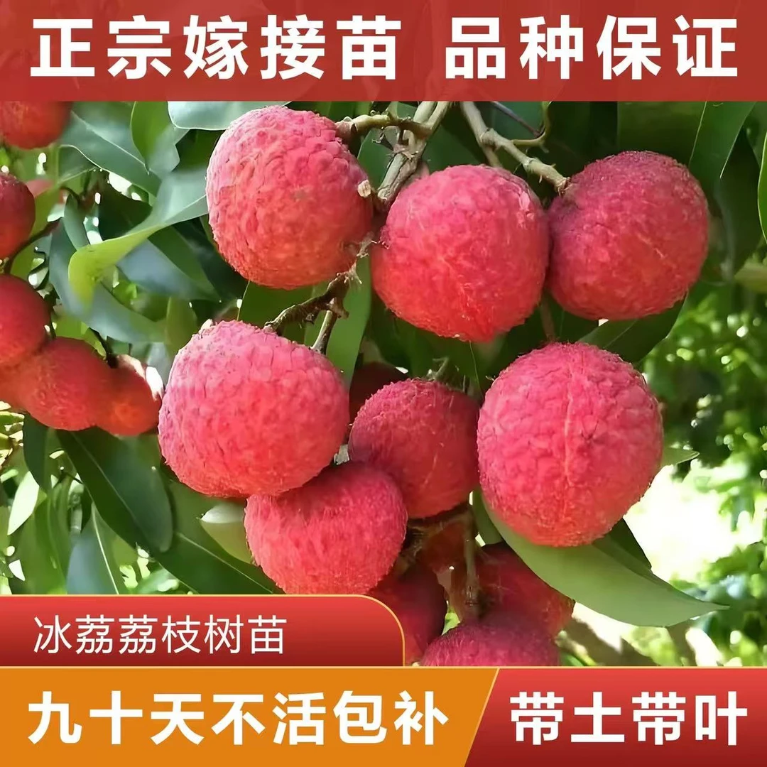正宗冰荔荔枝苗新品种嫁接苗广西直发冰荔仙进奉妃子笑盆栽地栽