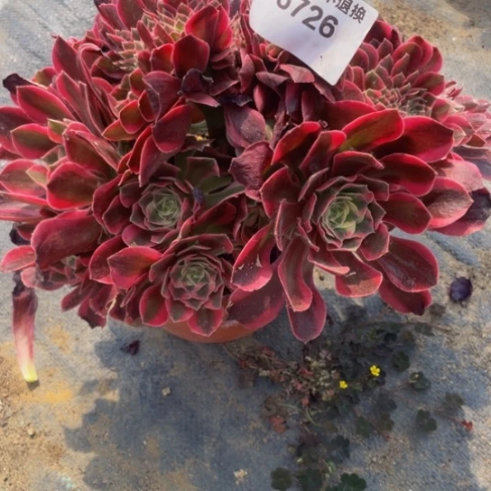 6726，粉女郎缀包邮