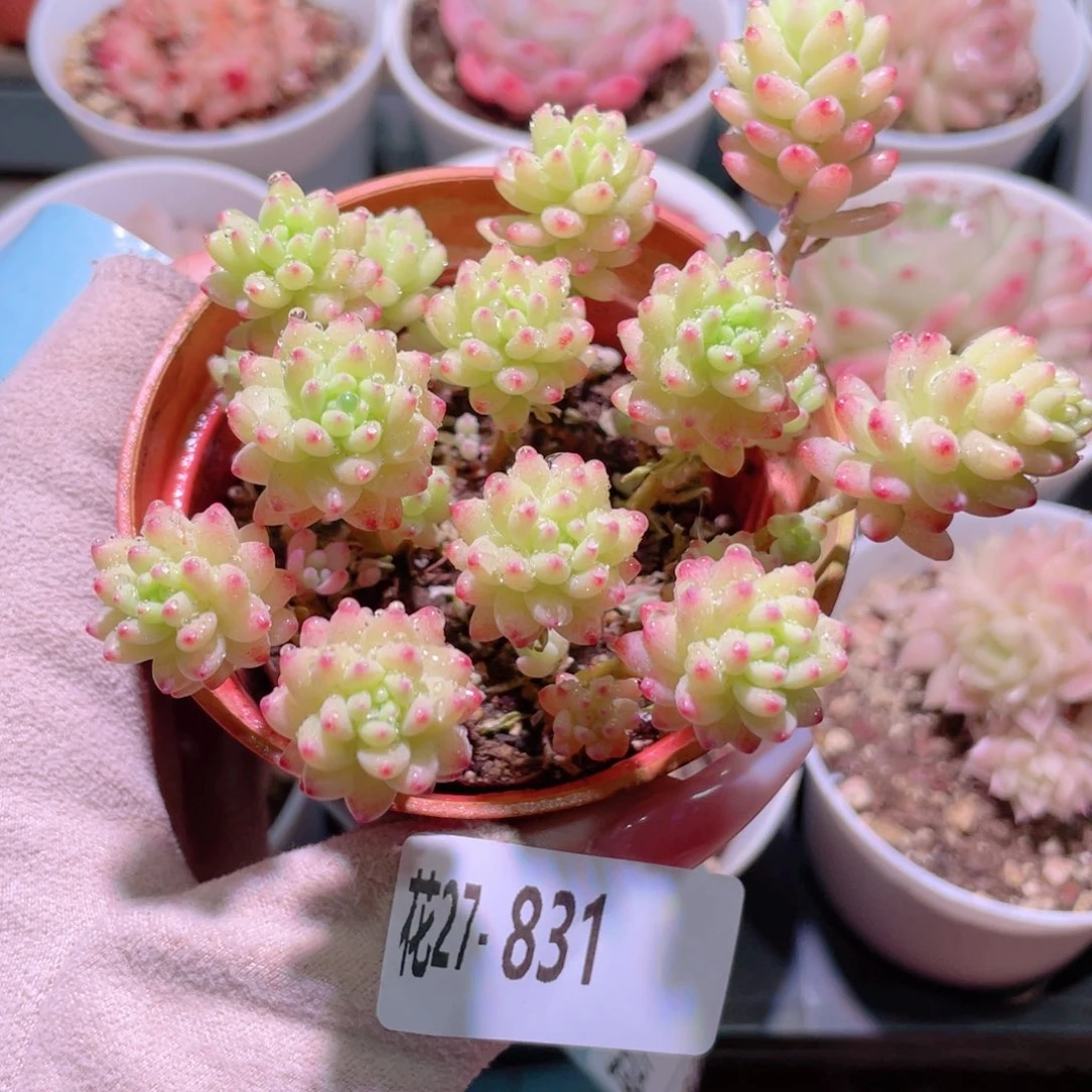 花利美27-831花团锦