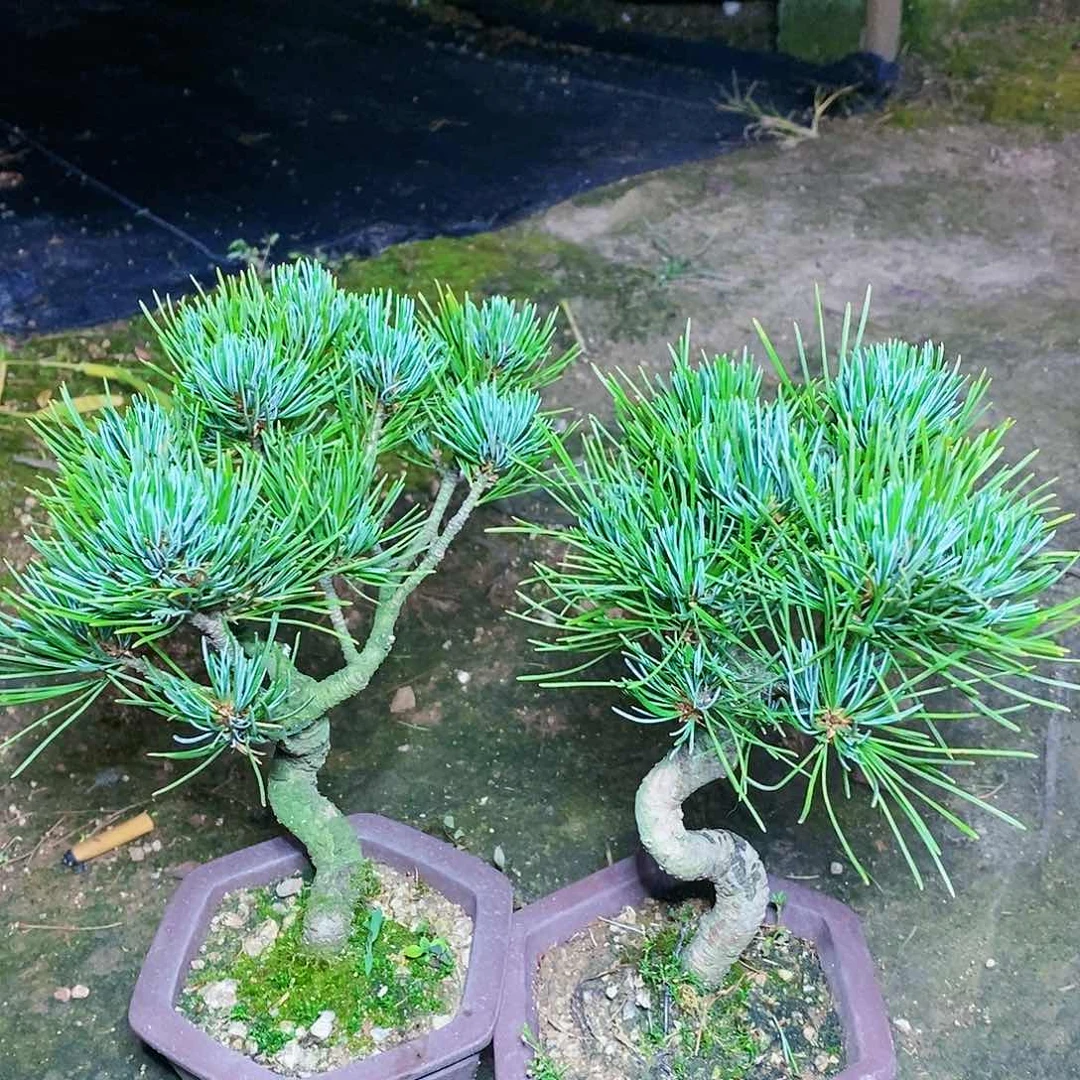 【闪购商品】无花朵