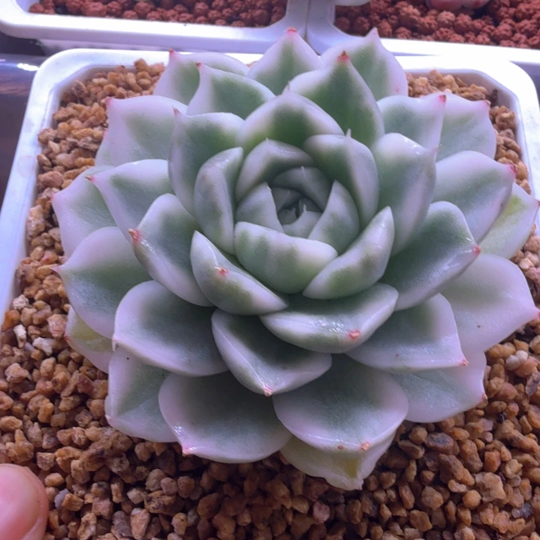 麦秆高瓷白锦 多肉