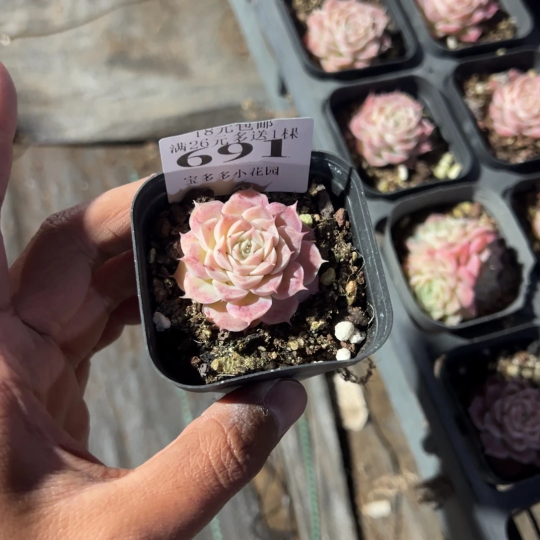 醉***691号虾饺杂一物一拍