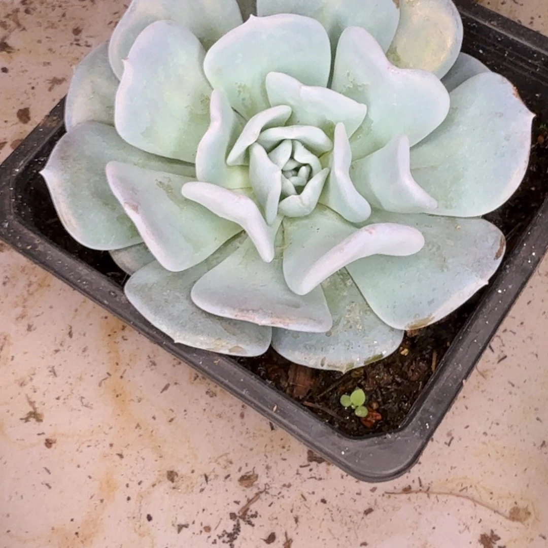 d***q单头多肉植物寄养