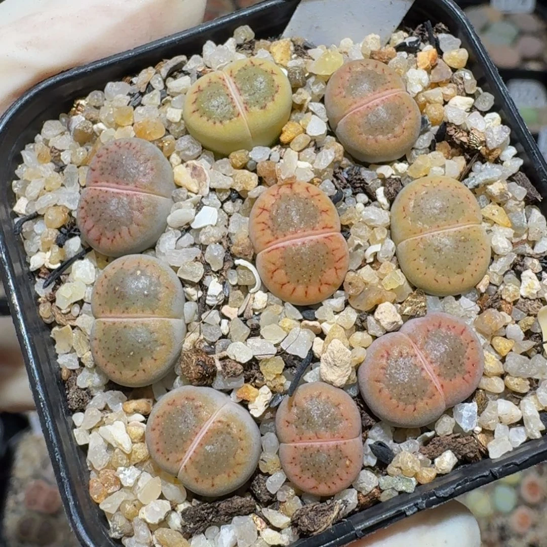 zzzz精品生石花1780