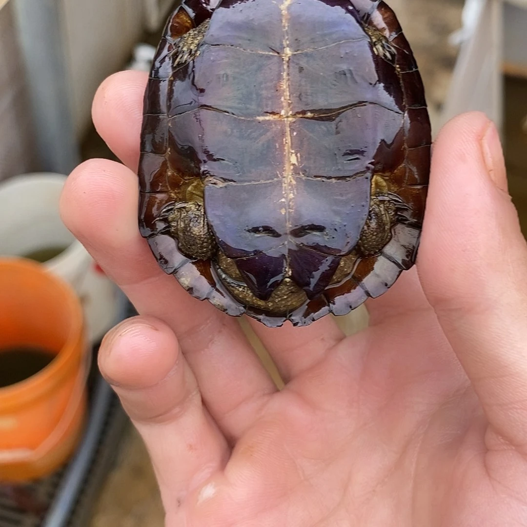 不分公母绿毛龟硬****。