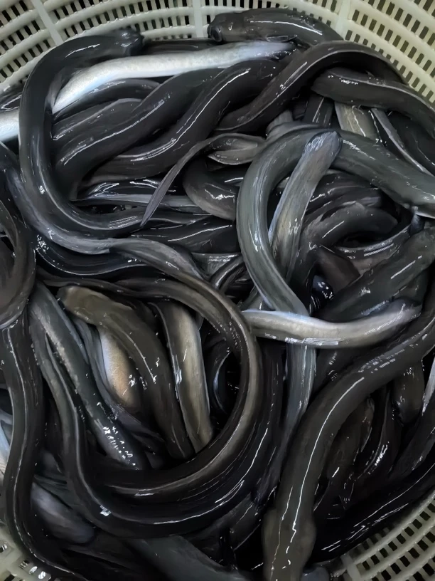 纯天然鳗鱼 白鳝鱼 淡水养殖 宠物养殖包邮