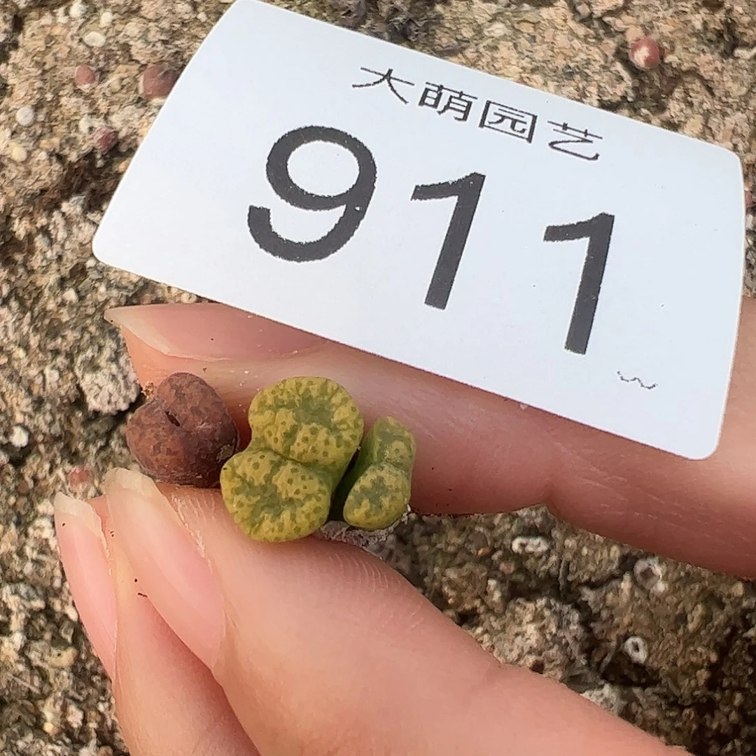 嫣***哎一物一拍。       911