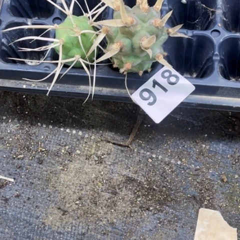 918枪奇冰一物一图如图