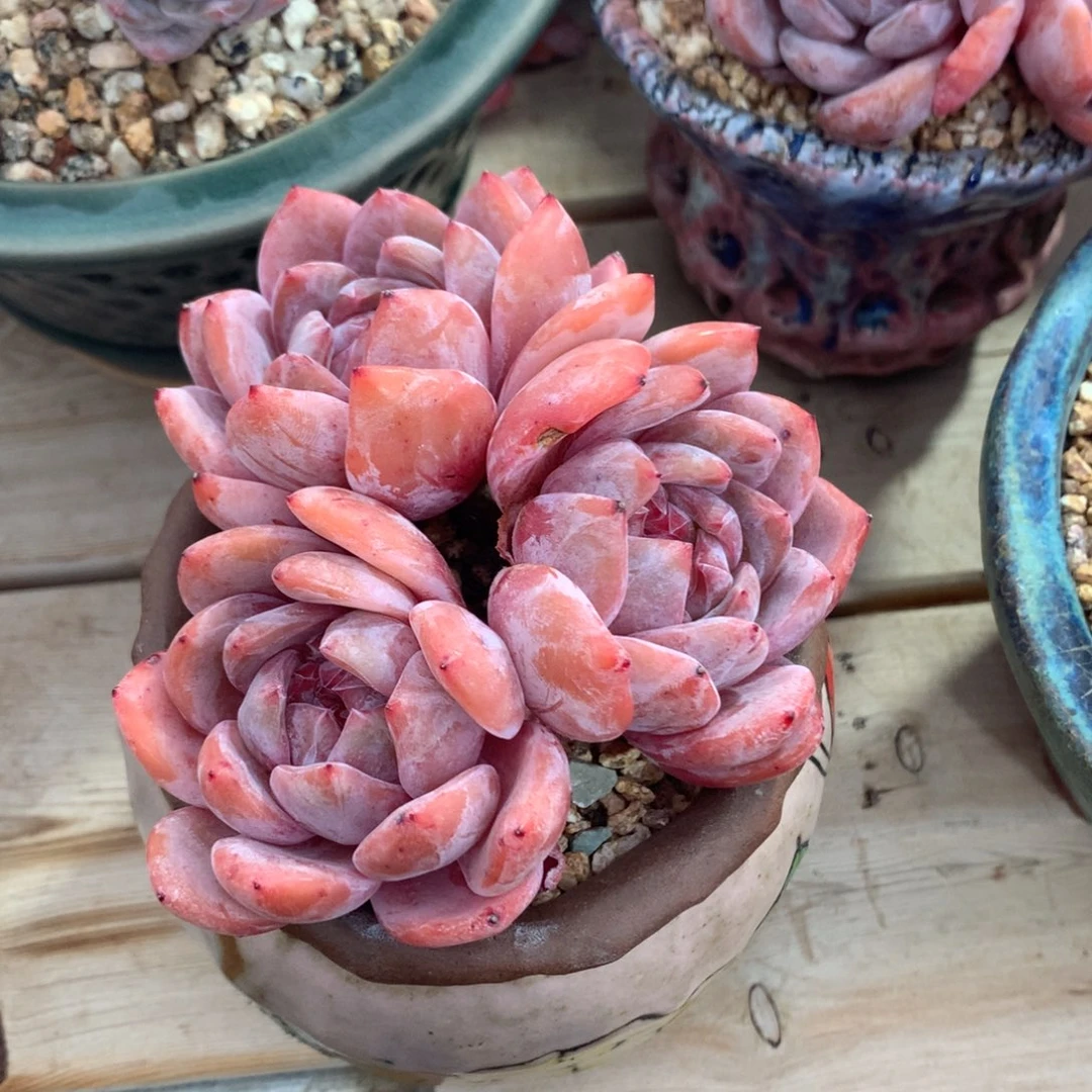 福利价888888888888