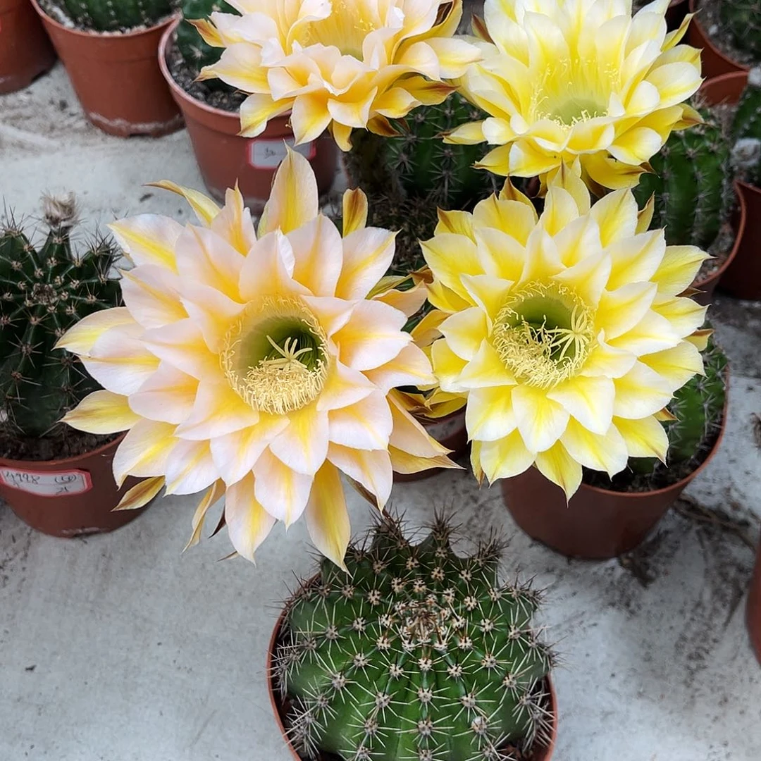 彩草29号黄白7-8公分左右