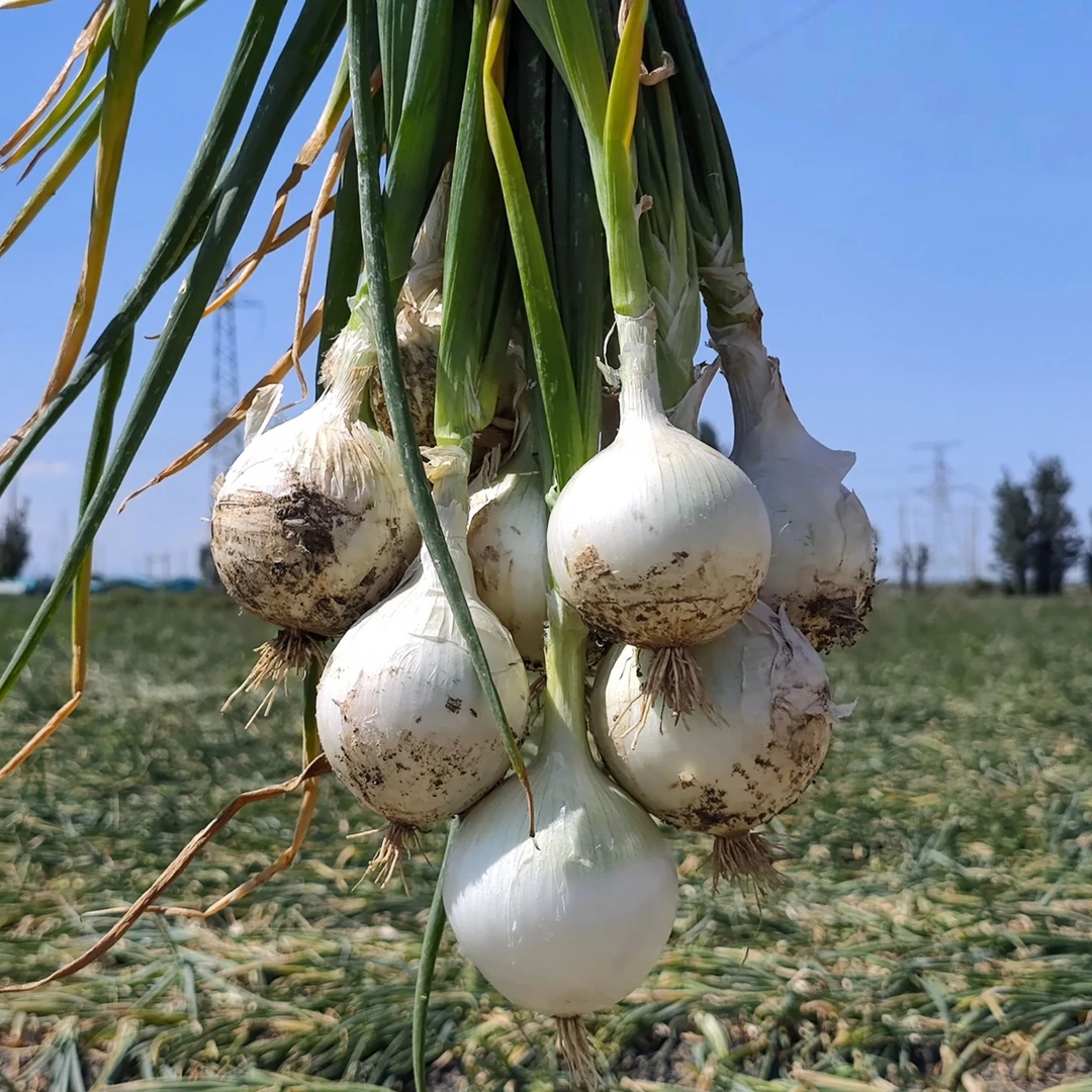 西域美农新疆白紫洋葱5斤双拼 鲜脆爽口辣中带甜皮芽子 产地直发