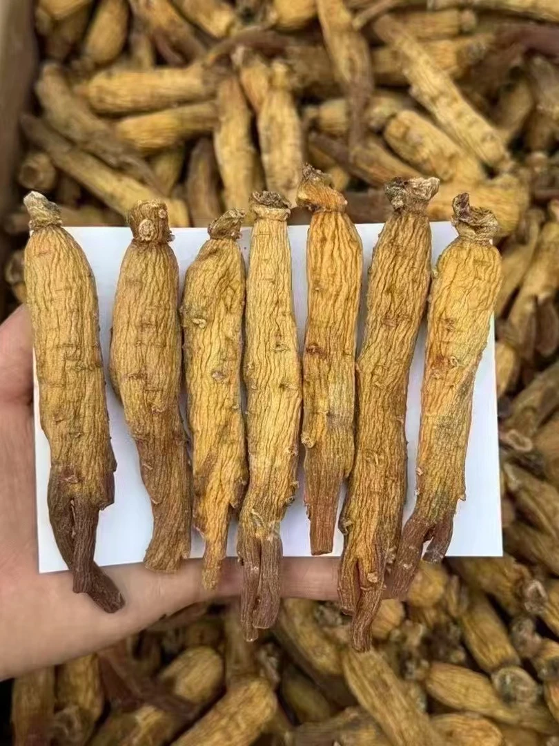 老红参纹路清晰可见 参味浓 菊花纹漂亮 可切片 磨粉 煲汤