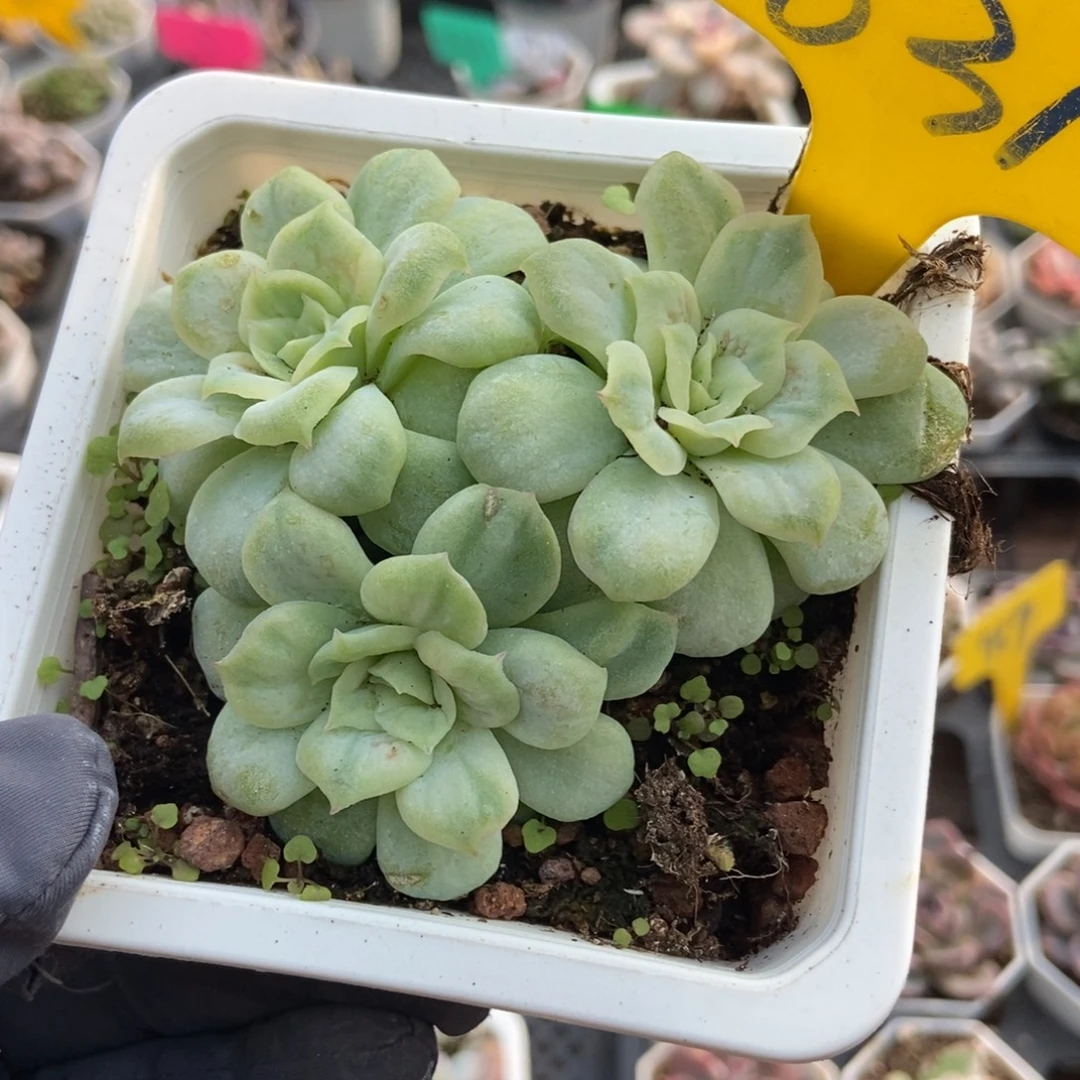 631泡泡纱多肉和植物，和植物