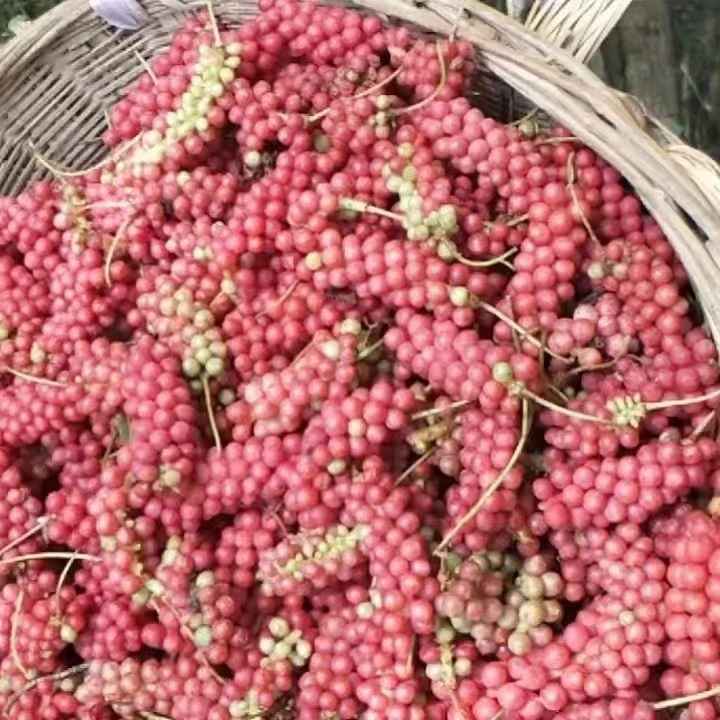 陕西深山纯野生五味子新鲜应季水果现摘现发可泡酒泡茶