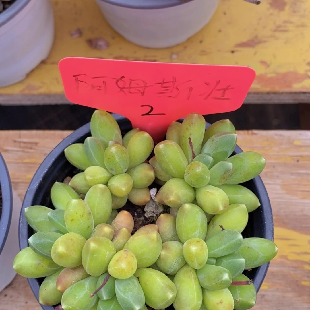 开心多肉，一物一拍，专场2