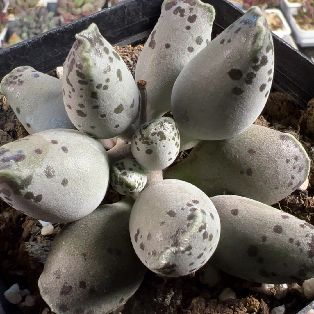 白肌海豹单头纯木质桩