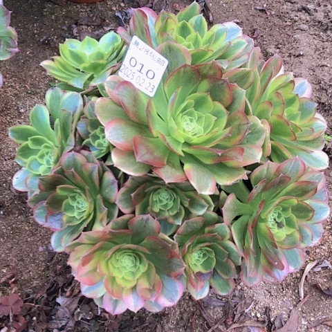 2.23-10奶白多肉植物