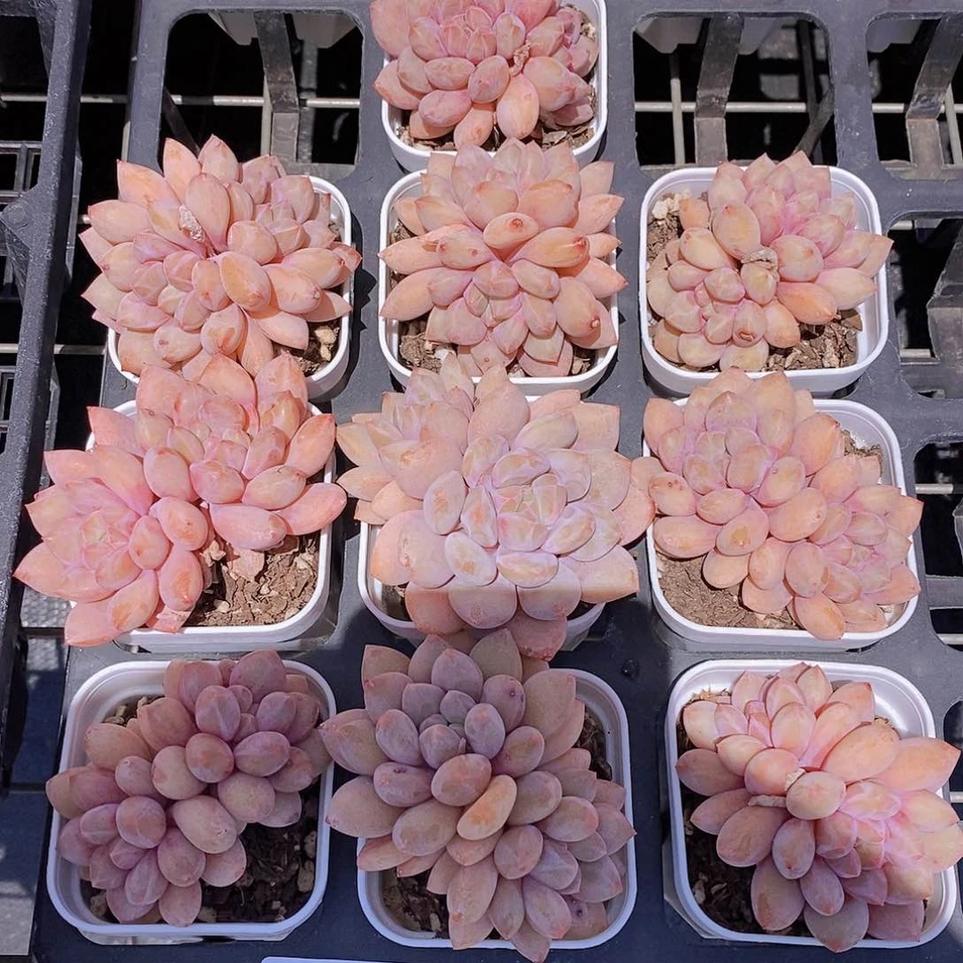 4-13 半夏小双头一颗量拍