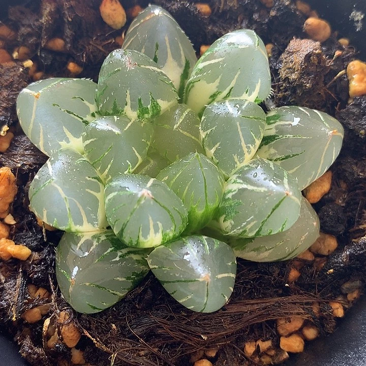 龙爪玉露锦一物一拍