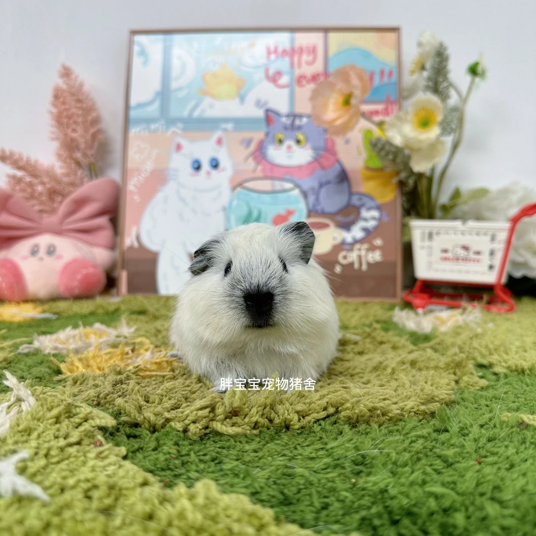 圆圆包子脸白加州弟弟 顺丰包邮