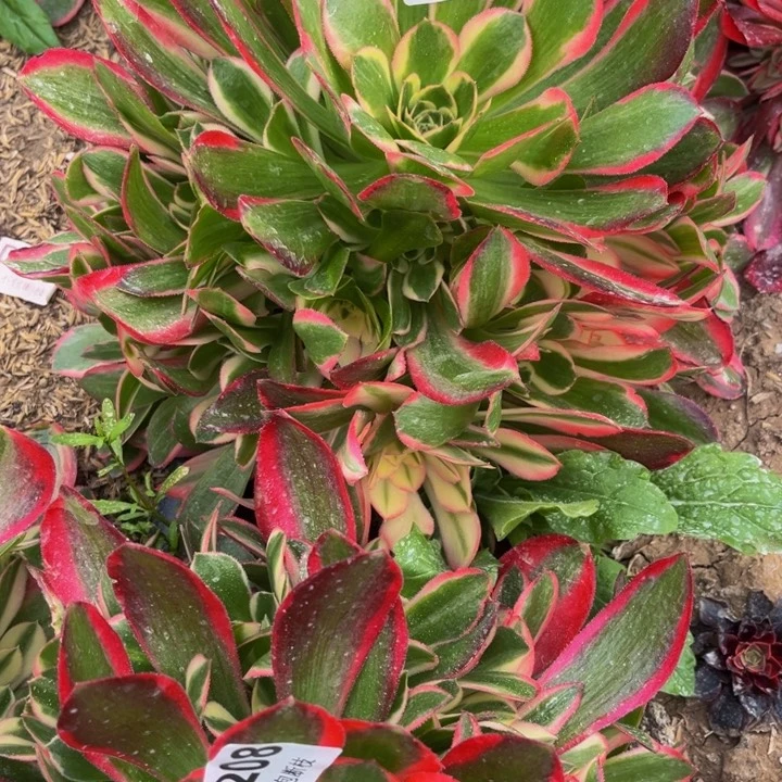 207女郎多肉法师不包断枝