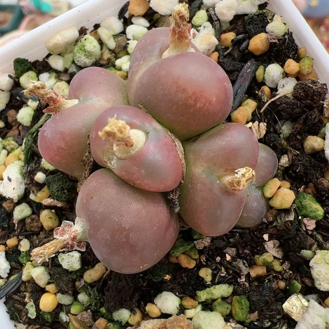 【闪购商品】44 群生变异