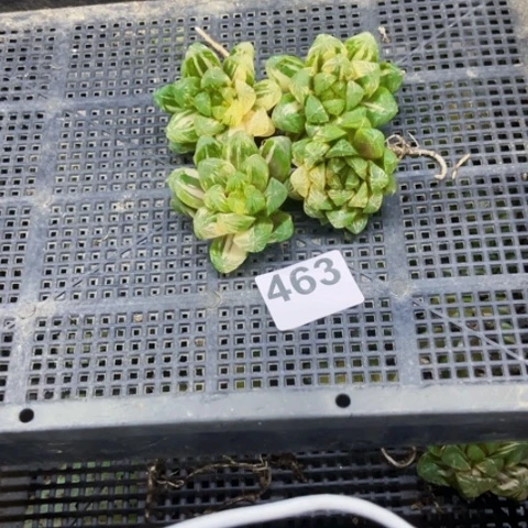 463苏锦一物一图如图