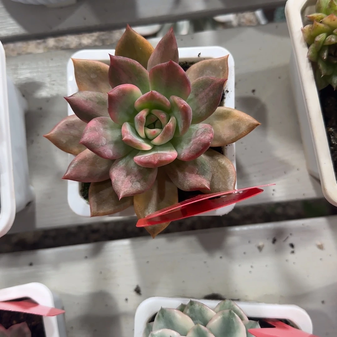 261拉梅拉锦多肉植物