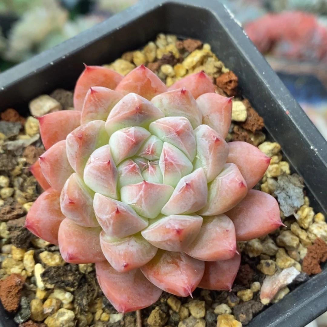 如梦令控养单头清棚