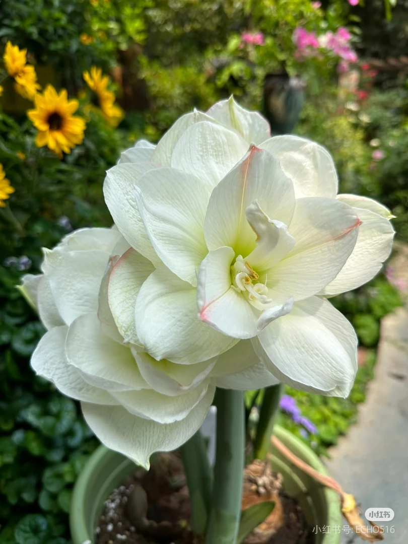 逸植朱顶红【白黛丝】重瓣种球