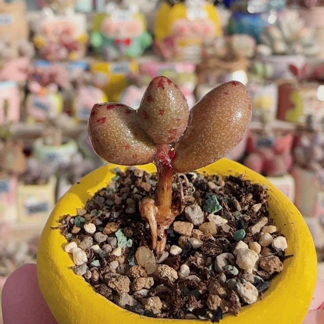 可爱小金鱼 盆口2.5cm
