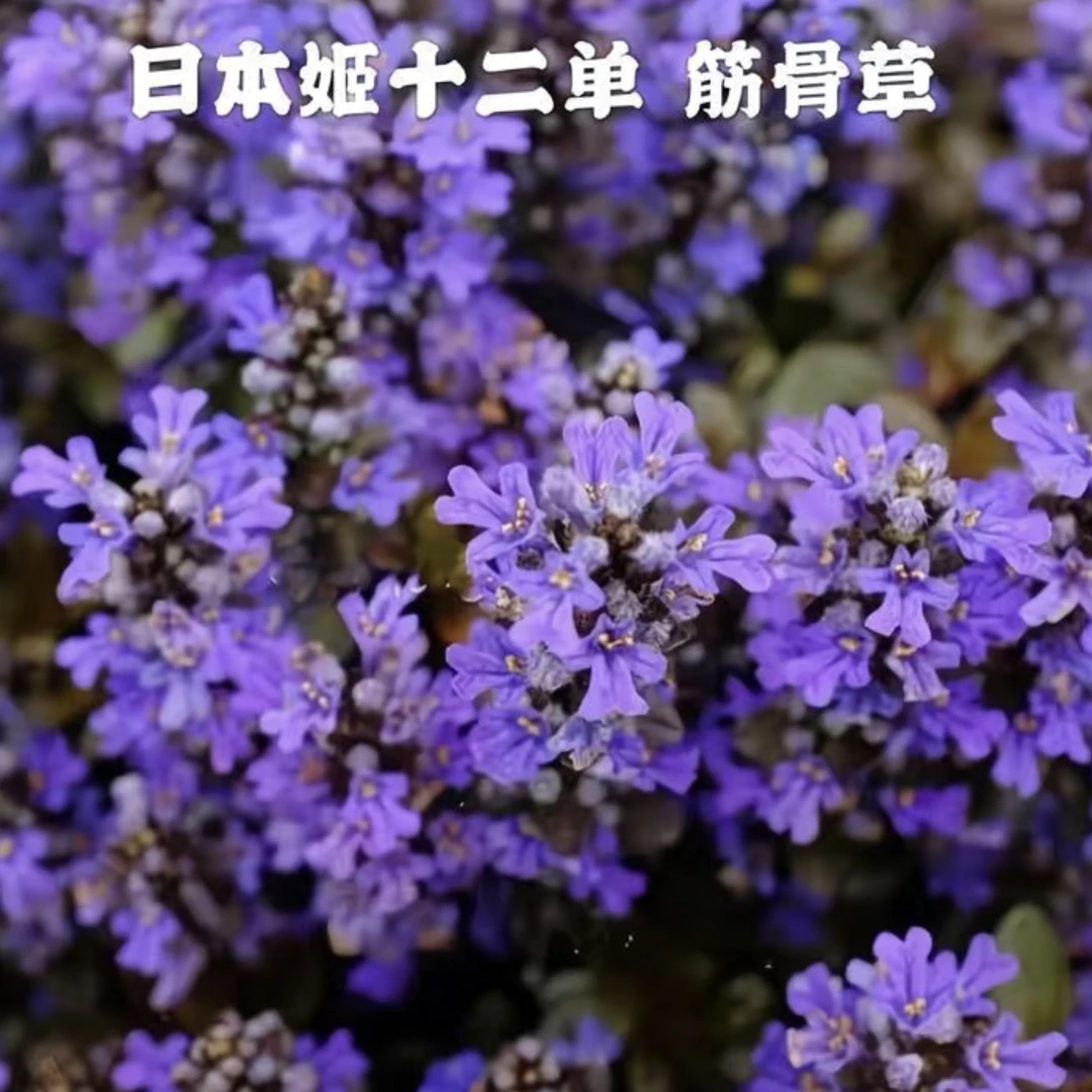 姬十二单巧克力筋骨草四季常绿草坪多年生耐寒耐旱庭院盆栽绿化