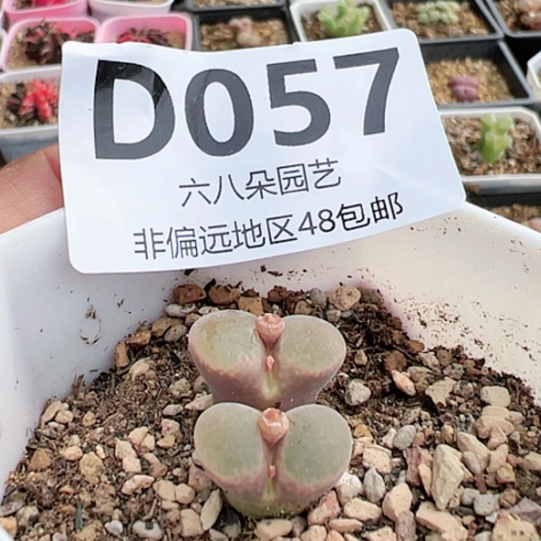 【闪购商品】红风铃多肉