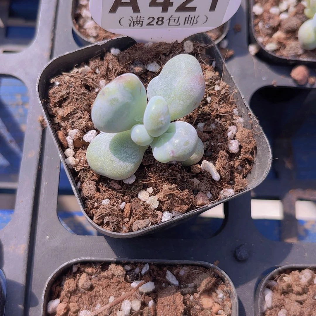 A421油煎丸子一物一拍