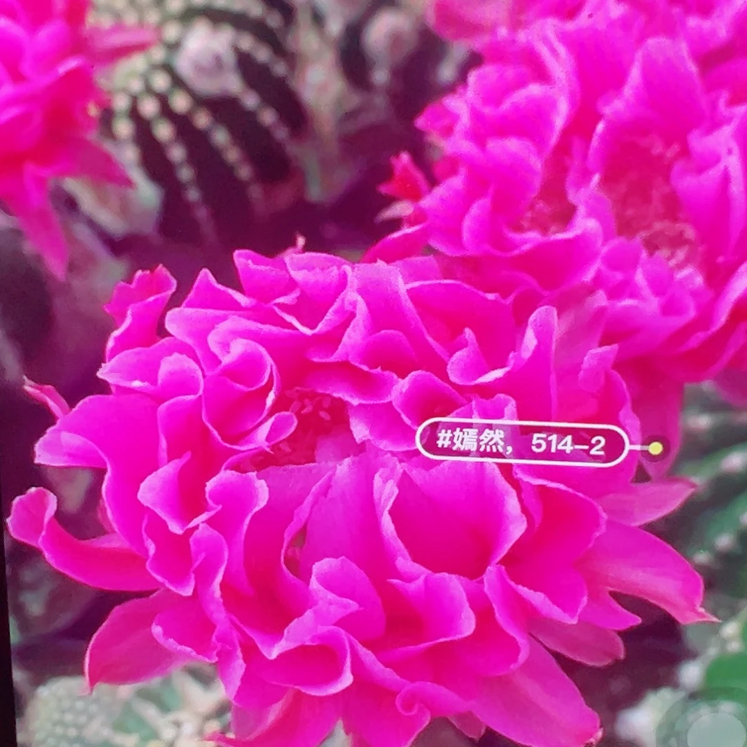 彩草 嫣然 侧芽 满20包邮