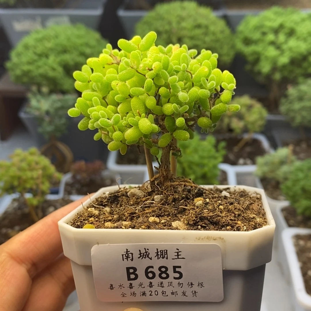 685蜜橘糖球枝干