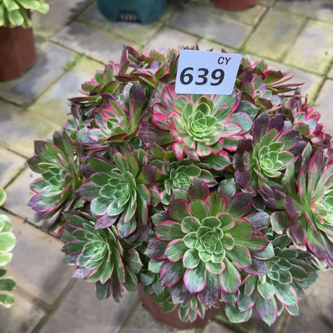 多肉植物639万话筒